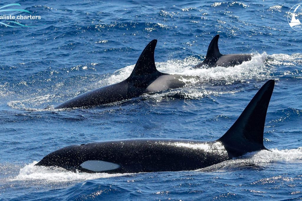 killer whales