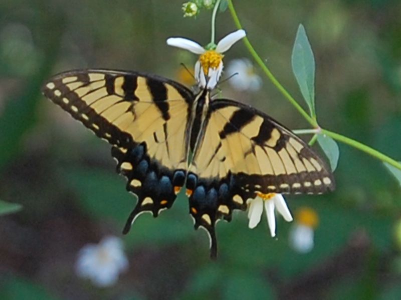 Tiger Swallowtail Butterfly Nikon D Mm Lens Smithsonian