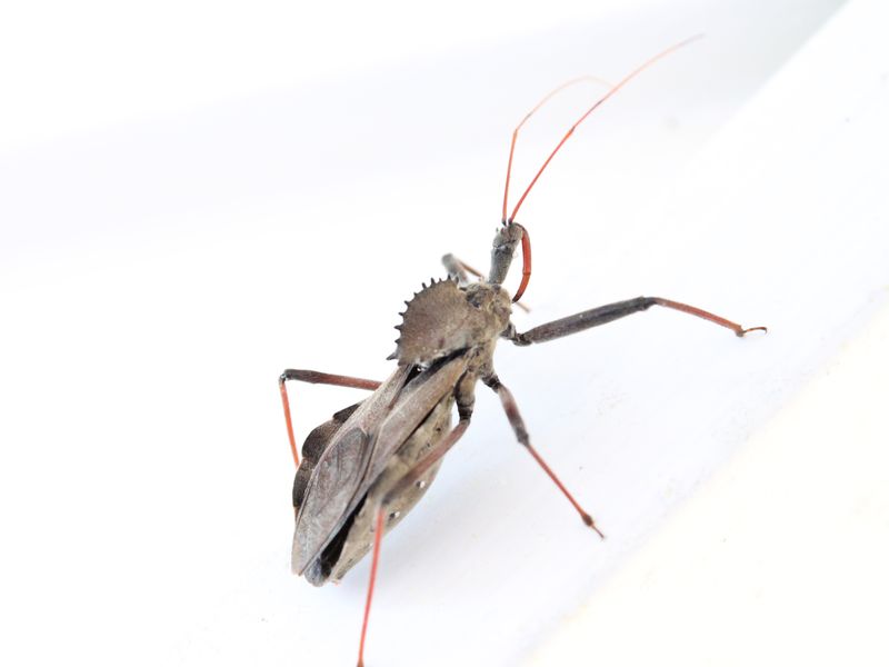 Wheel Bug Very cool looking but are poisonous and can deliver a nasty