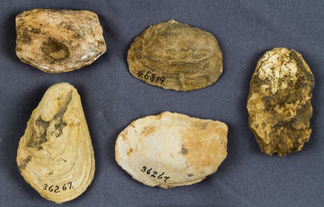 Five tan fossil shells on a gray background.