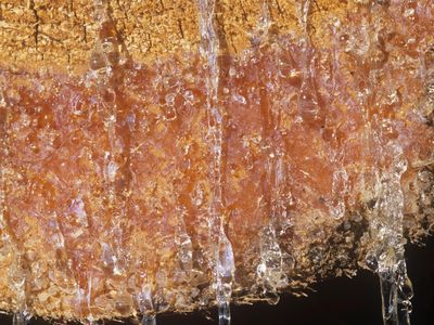 Resin, similar to the kind shown here, is used by the newly discovered caterpillar to build its cocoon.