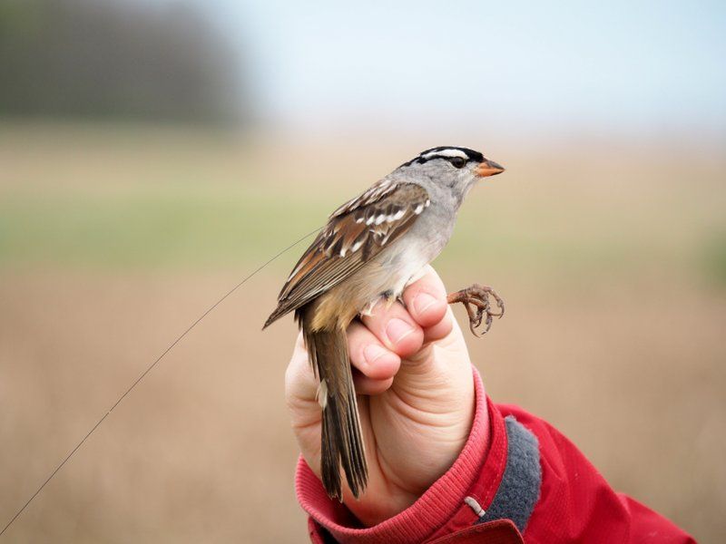 Common Pesticides Delay Songbird Migration, Trigger Significant Weight Loss  | Smart News| Smithsonian Magazine