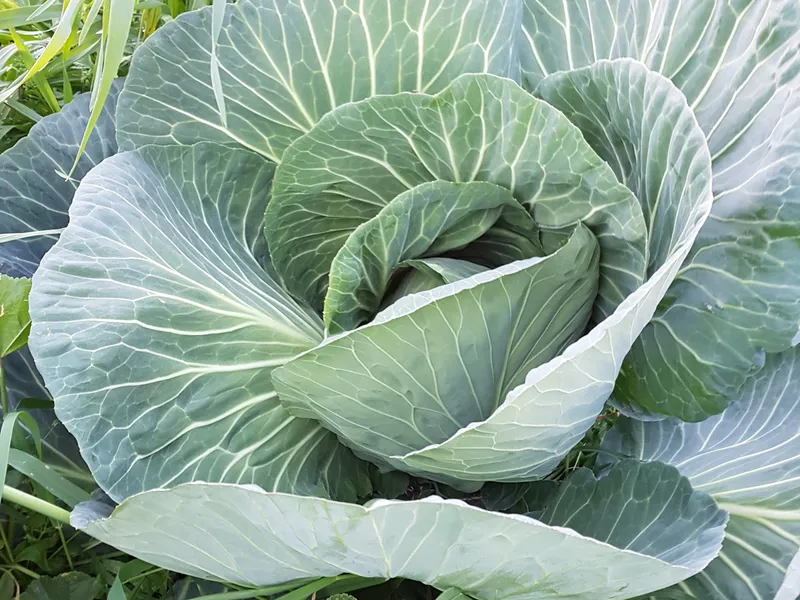 While a cabbage looks like a flower Smithsonian Photo Contest