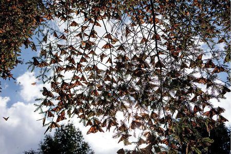 Butterflies in Mexico’s monarch reserve. Their wings can function as solar panels, converting sunlight into energy for flight.