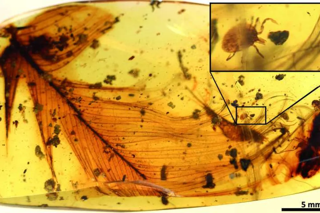 Tick in Amber