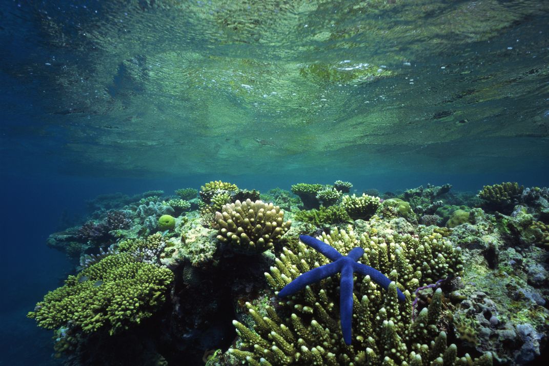 Starfish underwater