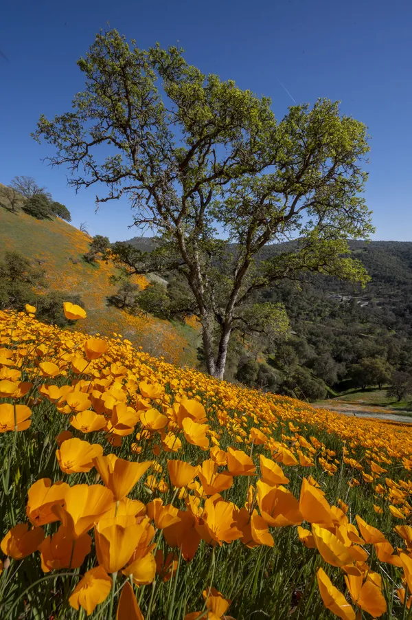 A poppy covered hillside and oaks during spring, Amador County, Calif. thumbnail