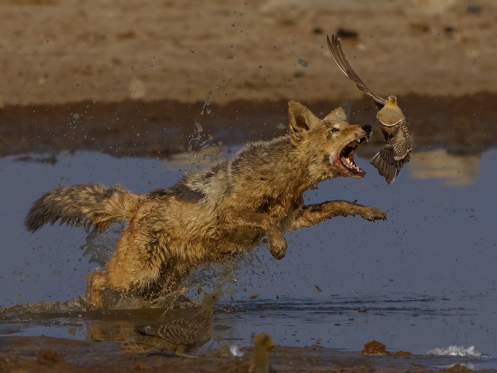 Jackal close catch eye | Smithsonian Photo Contest | Smithsonian Magazine