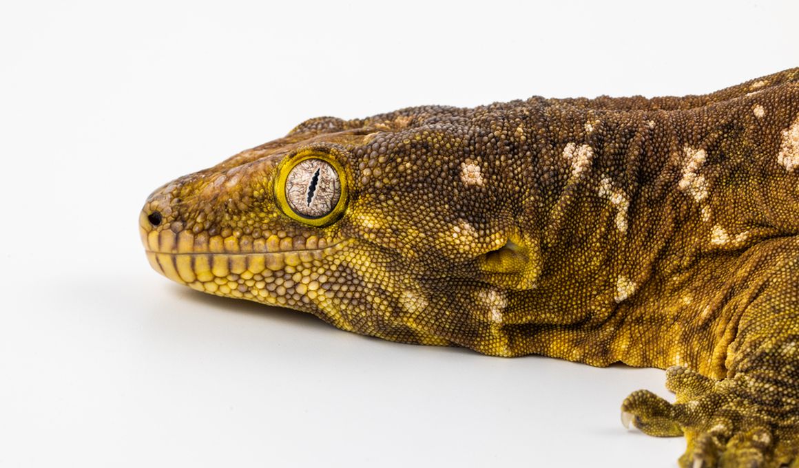 National Museum of Natural History Blog | Smithsonian Magazine