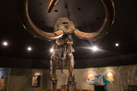 Columbian Mammoth skeleton recovered from the LaBrea Tar Pits on display at the Page Museum in Los Angeles' Hancock Park