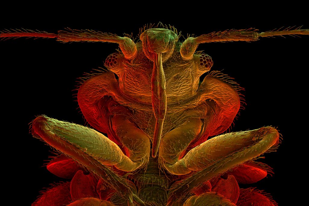 Bedbugs