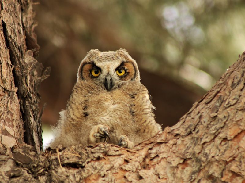 baby-great-horned-owl-smithsonian-photo-contest-smithsonian-magazine