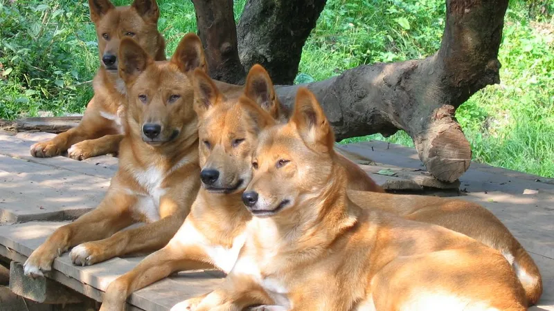 Dingo looking best sale dog breeds