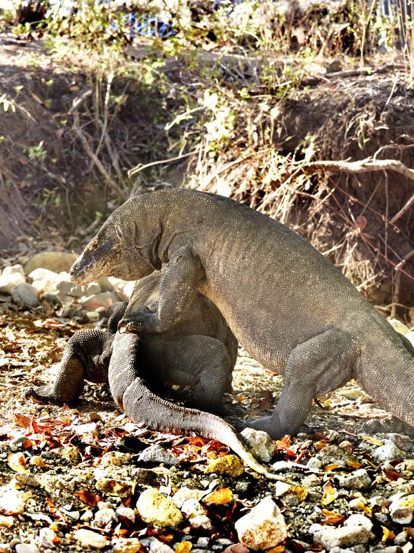 Komodo dragons love nest thumbnail