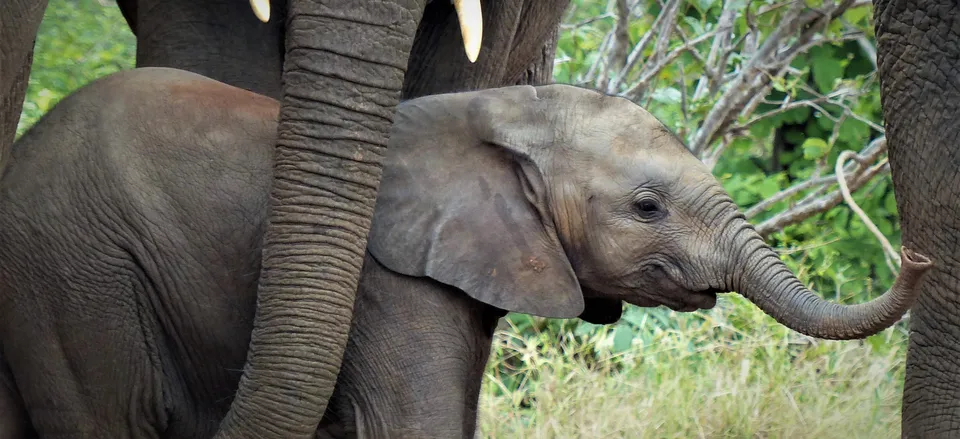  Elephant mother and calf. Credit: Grant Nel