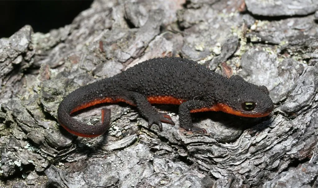 Rough-skinned newt