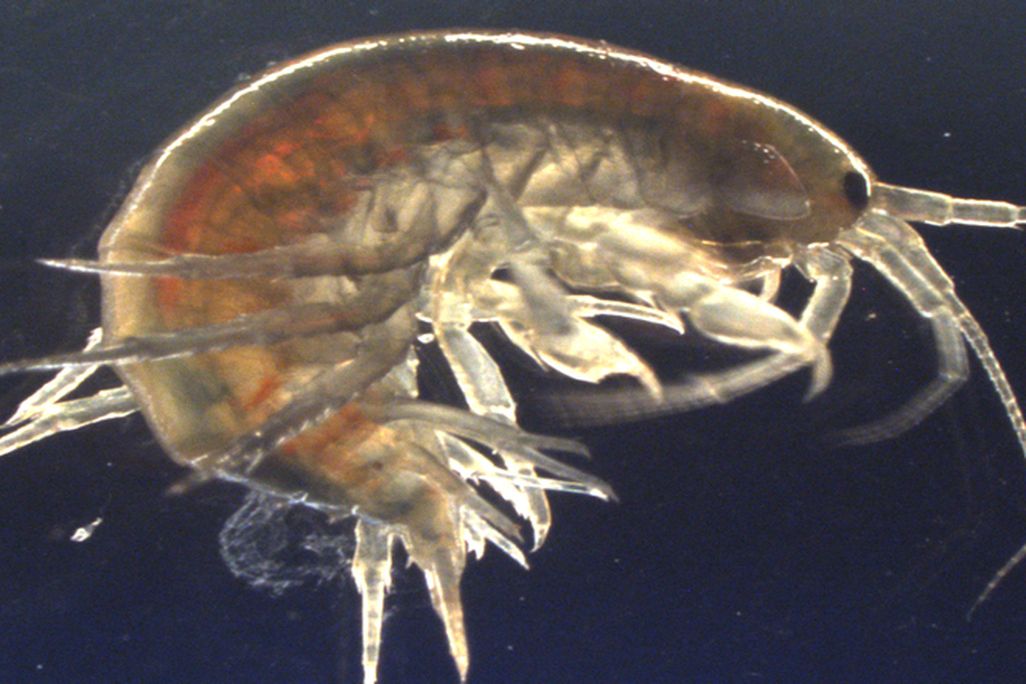 rsz-shrimp-2.x6b760baf.jpg