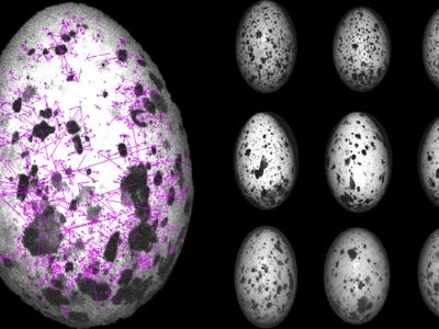 The NaturePatternMatch software identifies visual features on eggs. 