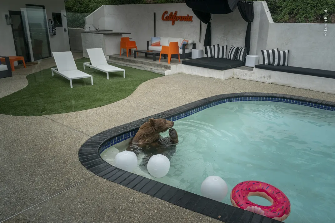 a black bear sits in a residential pool, leaning against its wall and lifting a foot toward its head