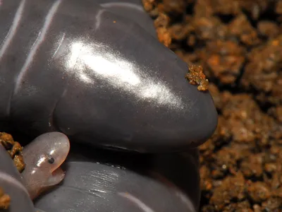 Caecilian mothers grow a fatty layer of skin that their babies tear off with specialized teeth and eat.