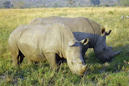 Rhinos grazing in a South African park