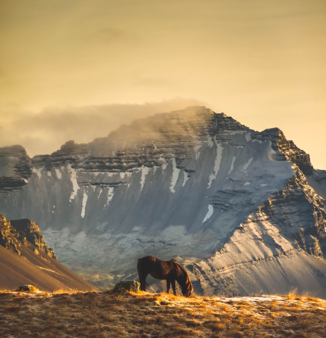 Horse on icy hill in Iceland | Smithsonian Photo Contest | Smithsonian ...