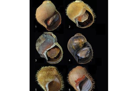 The world's six known punked out snail species, which have mohawk-like spikes, acidic-dyed psychedelic colors and hardcore shells that are falling apart. 
