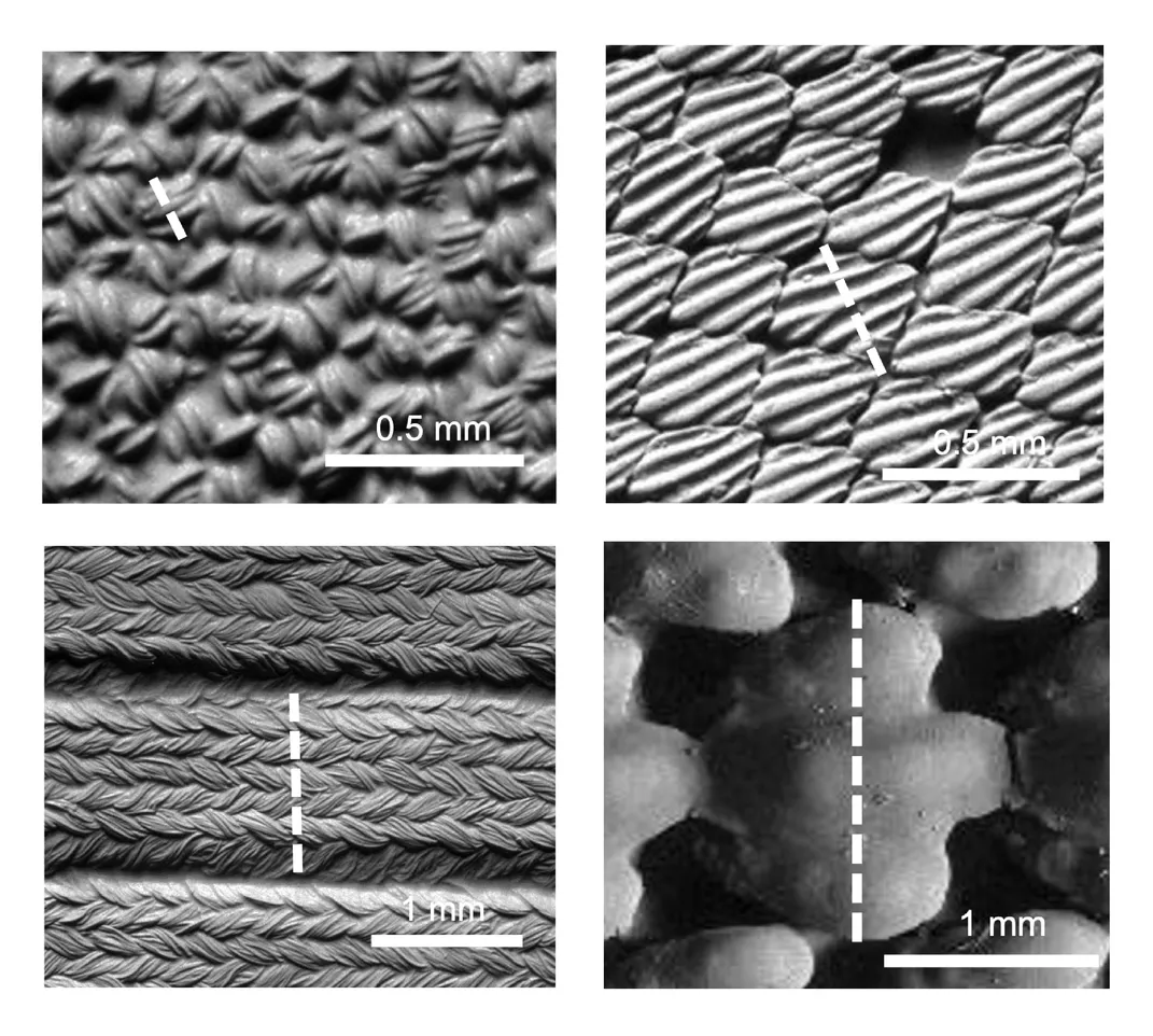 Shark Skin-Inspired Materials Have a Long Way to Go Before They Work Like the Real Thing