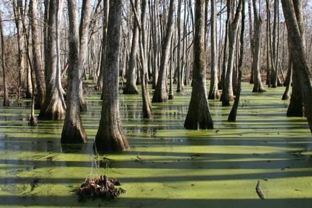 Cypress swamps along Natchez Trace