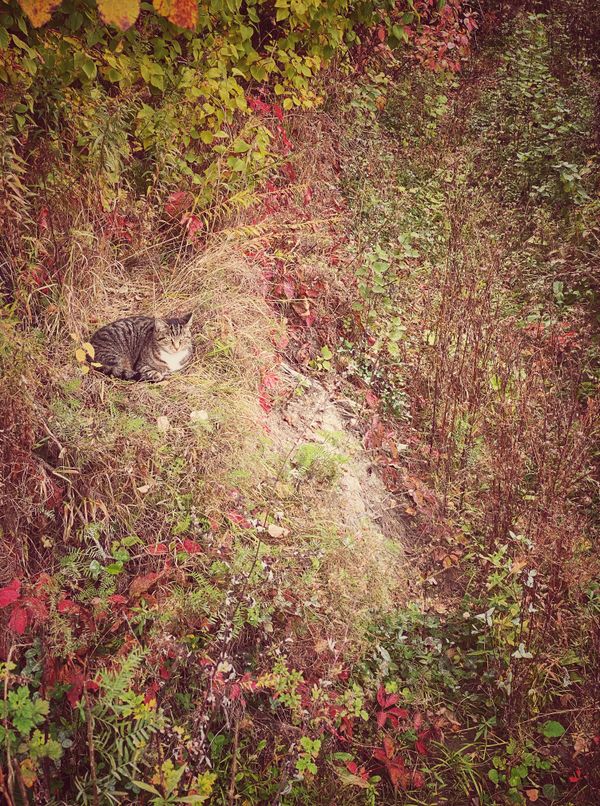 Hidden cat in the meadow thumbnail
