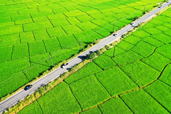 Rice Field thumbnail