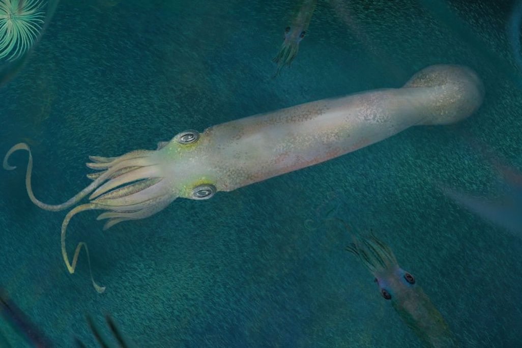An illustration of a light-colored squid with ten arms in the water
