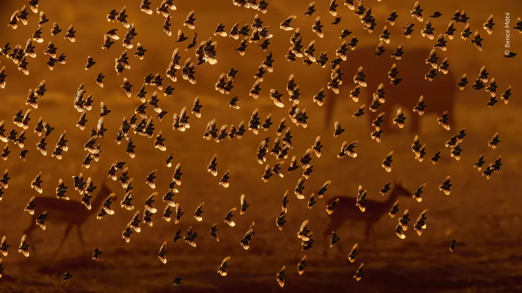 dozens of birds fly in golden light. Silhouettes of large African mammals are in the background