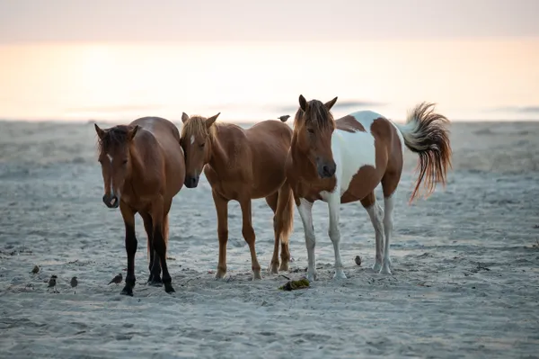 Wild horses on the beach with their bird friends thumbnail