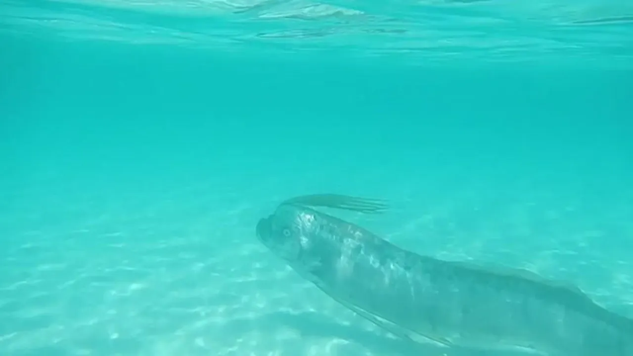 Preview thumbnail for Rare Oarfish Sighting