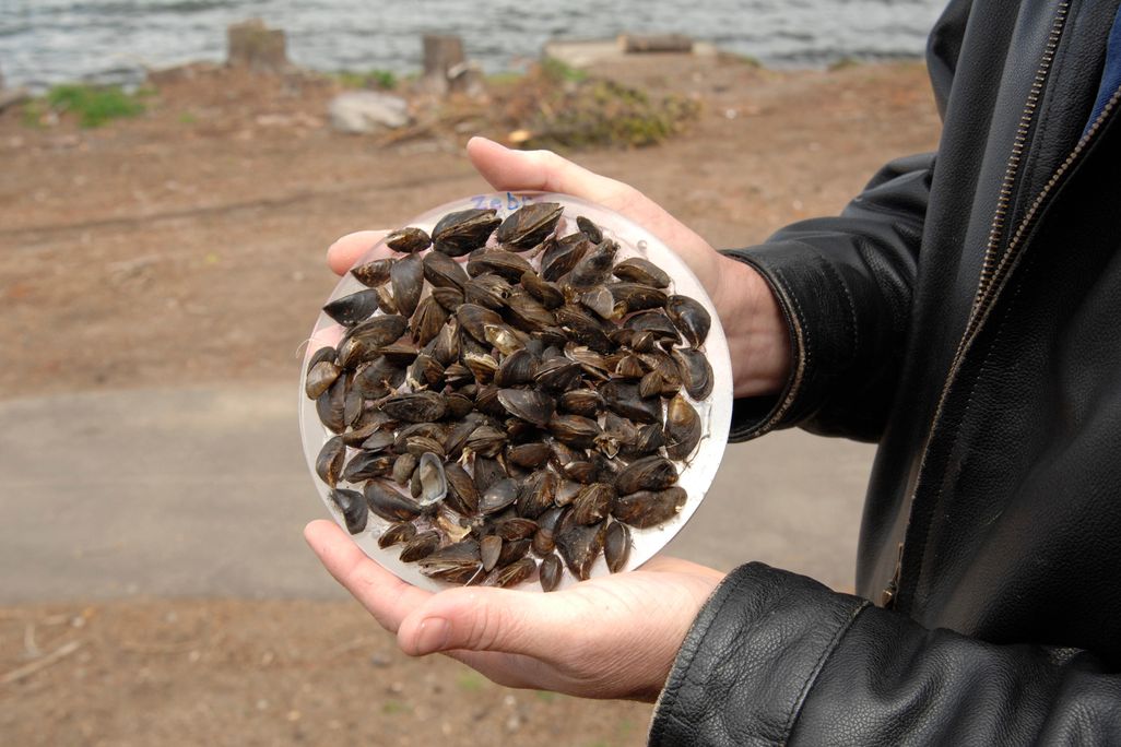 Zebra mussels are displayed on a circular plate held in the hands of a scientist at a beach at Diamond Lake in Umpqua National Forest in Oregon on June 10, 2008