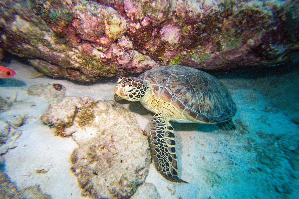 Sea Turtle