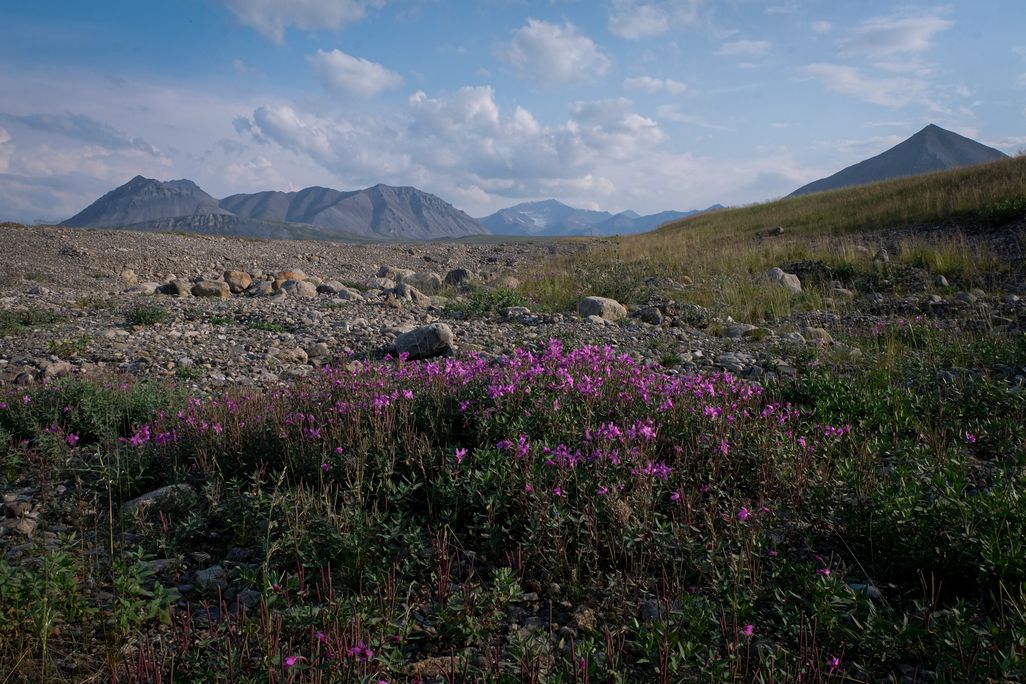 Wildflowers, spongy tundra grass, and Brooks Range Mountains emerge from the Arctic National Wildlife Refuge on Alaska's North Slope.