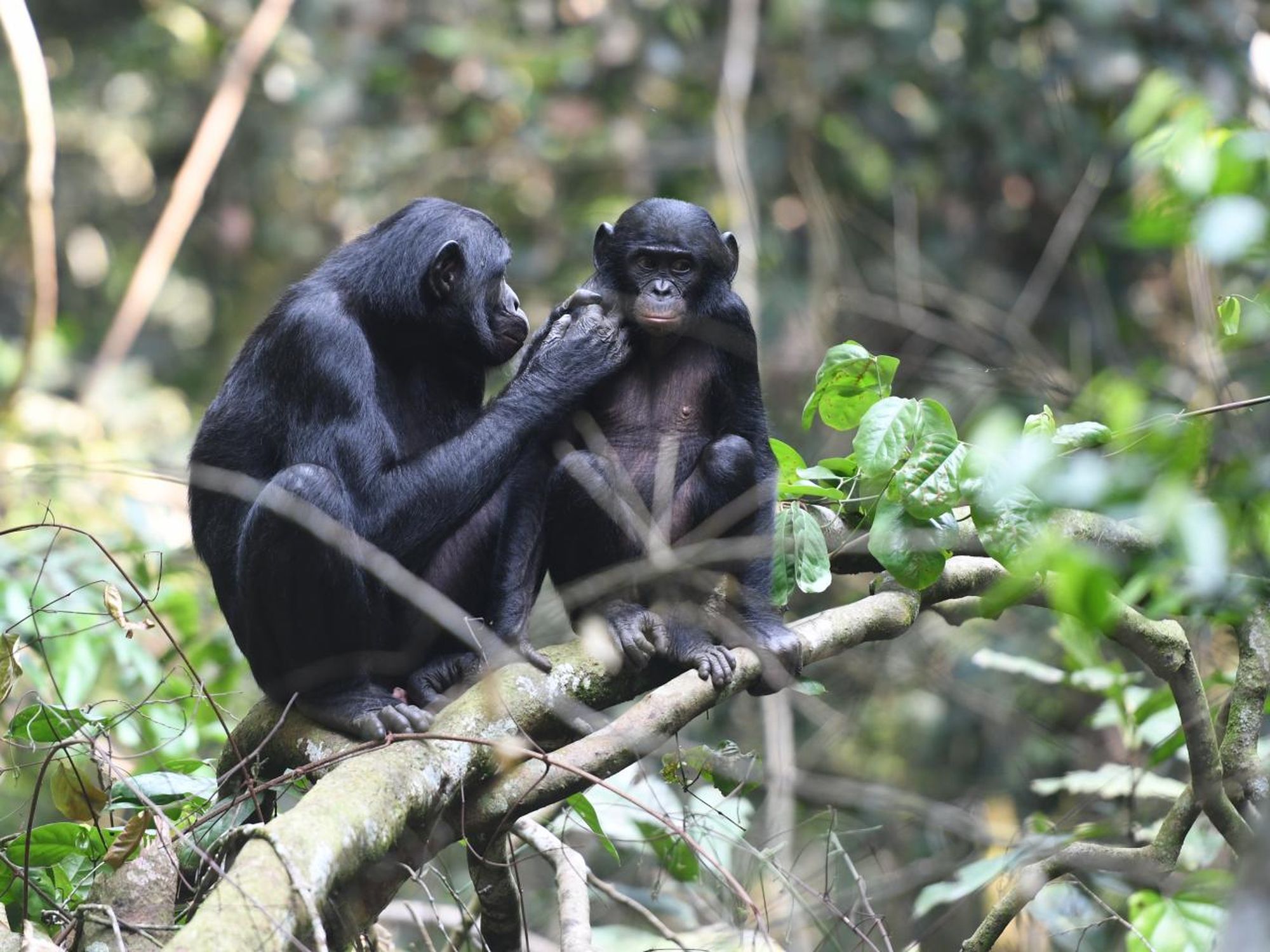 Bonobo Mothers Interfere in Their Sons' Monkey Business