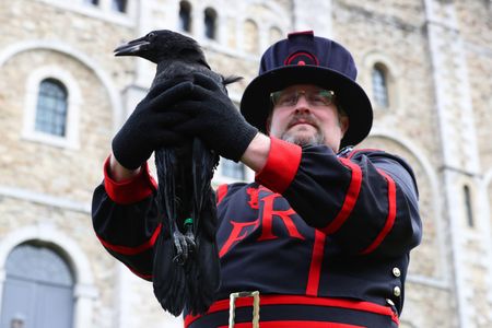 Ravenmaster Chris Skaife holds Branwen, the newest bird to join the Tower of London's roost.