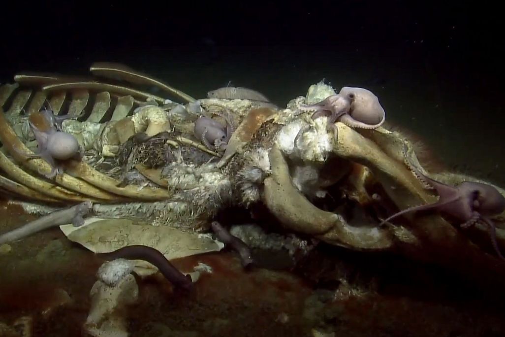 Whale Fall