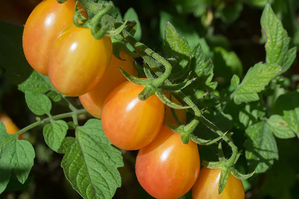 Yellowish-red tomatoes on a vine