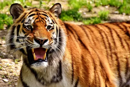 India is now home to about 2,500 tigers—over half the world’s population.