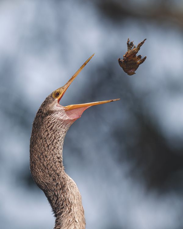 Anhinga feeding thumbnail