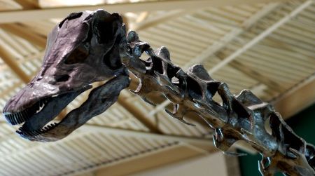 The head of Diplodocus, on a reconstruction at the Utah Field House of Natural History.
