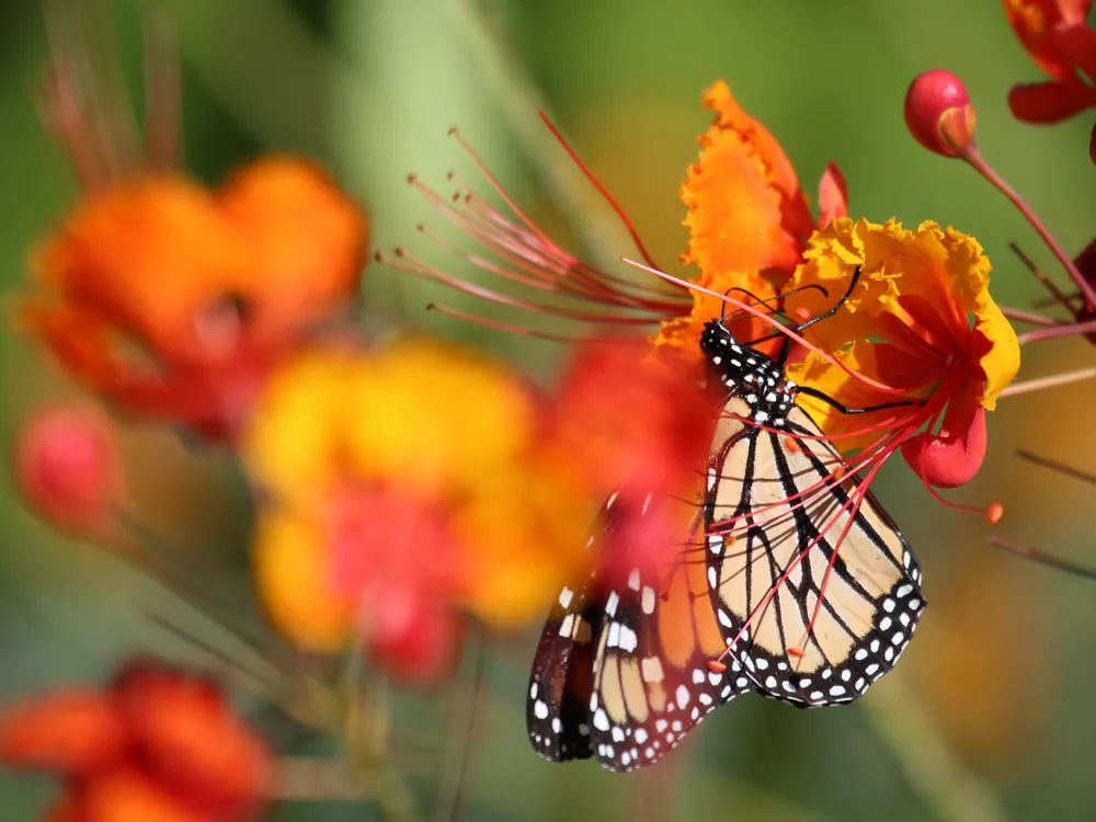 A monarch butterfly sips nectar from an orange and red flower.