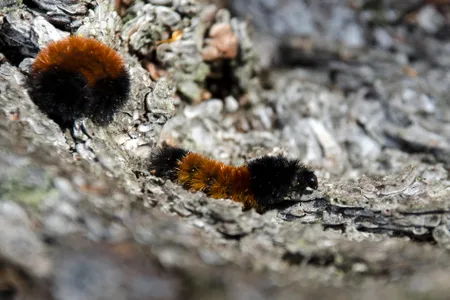 The woolly arctic moth caterpillar produces alcohols that allow it to avoid freezing at temperatures reaching -70 degrees F.