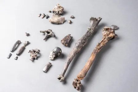 The 21 bones of the most complete partial skeleton of a male Danuvius guggenmosi.