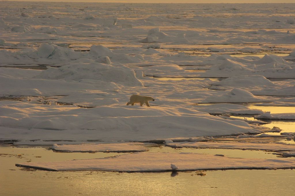 Polar Bear Beaufort Sea