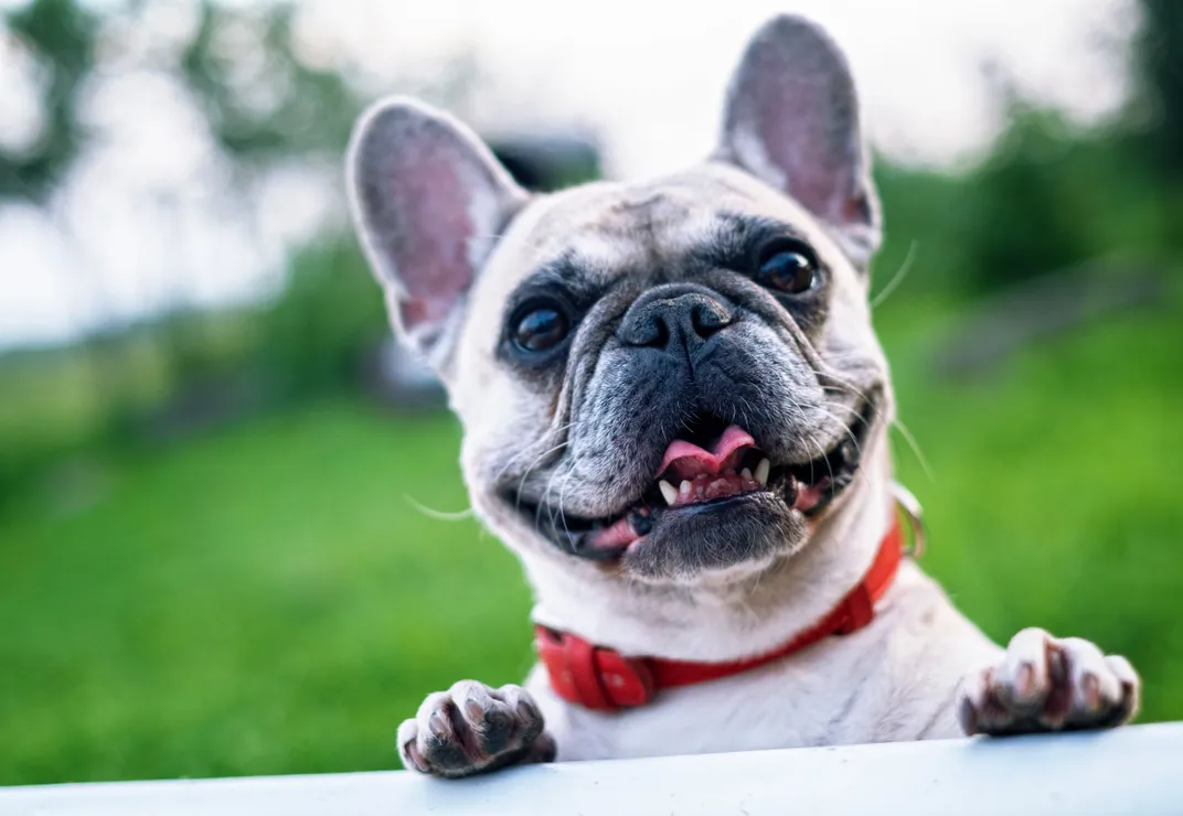 French bulldog with ears perked up and mouth open
